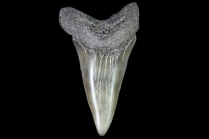 Fossil Mako Shark Tooth - Georgia #75227